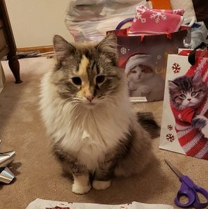 Meet your Posher, Elizabeth